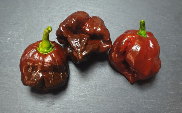 Trinidad Scorpion Chocolate Mature Chilli Pods Image by CHILLIESontheWEB